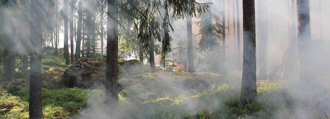 La repoblación con coníferes ye una hipoteca pal futuru medioambiental d'Asturies