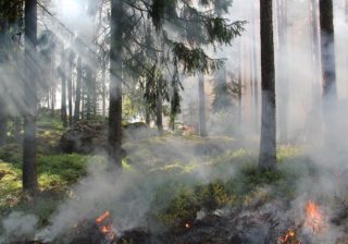 La repoblación con coníferes ye una hipoteca pal futuru medioambiental d'Asturies